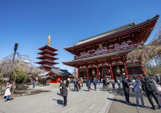 Five-story pagoda and Hozomon treasure chamber gate of Asakusa Shrine or Senso-ji Temple, blooming
