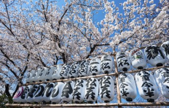 Blooming cherry trees and lanterns with Japanese characters, Buddhist temple complex, Senso-ji