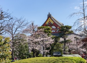 Blooming cherry trees and red-gold roof gable of a temple building, Buddhist temple complex,