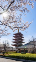 Blooming cherry trees with sun star, five-story pagoda, Buddhist temple complex, Asakusa shrine or