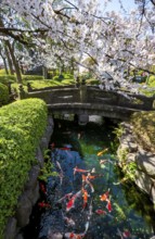 Blooming cherry trees and pond with koi carp, Buddhist temple complex, Asakusa shrine or Senso-ji