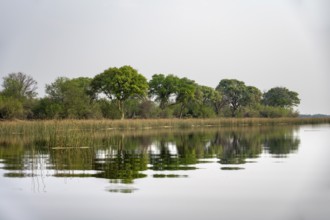 Trees reflected in water, river landscape, Thamalakane River, Okavango Delta, Botswana