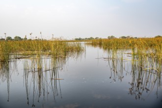 River landscape, reflection in water, Thamalakane River, Okavango Delta, Botswana