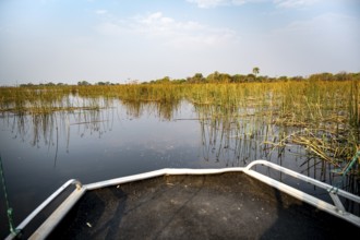 Boat rides through grassy river landscape, Thamalakane River, Okavango Delta, Botswana