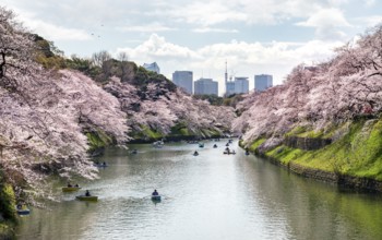 Chidorigafuchi Canal with rowing boat in front of blooming cherry trees, moat, Japanese cherry