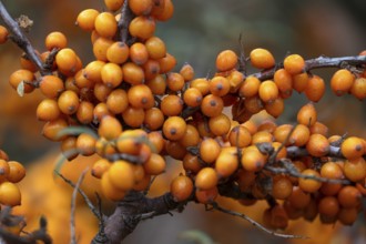 Ripe sea buckthorn fruits (Hippophae rhamnoides) on a bush, Darß, Mecklenburg-Western Pomerania,
