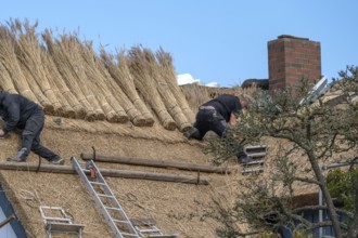 A thatched roof is covered, Wieck a. Darß, Baltic Sea, Mecklenburg-Western Pomerania, Germany