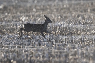 Deer (Capreolus capreolus), Emsland, Lower Saxony, Germany