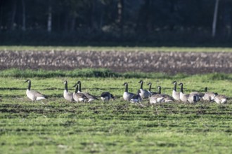 Canada geese (Branta canadensis), Emsland, Lower Saxony, Germany