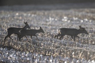 Deer (Capreolus capreolus), Emsland, Lower Saxony, Germany