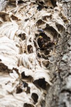 Hornissen (Vespa crabro), Emsland, Lower Saxony, Germany
