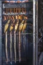 Different types of fish in a smoker, Ahrenshoop, Darß, Mecklenburg-Western Pomerania, Germany