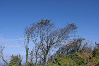 Sloping trees, so-called wind escapes on the Baltic Sea, Ahrenshopp, Darß, Mecklenburg-Western