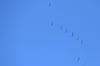 Flying cranes (Grus grus) in the blue sky, Darß, Baltic Sea, Mecklenburg-Western Pomerania, Germany