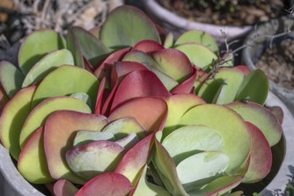 Leaves of the fat hen (Sedum), Bavaria, Germany