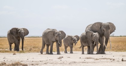 African elephants (Loxodonta africana), herd in dry savanna, Amboseli National Park, Rift Valley