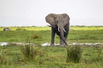 African elephant (Loxodonta africana), in Longinye Swamp, Amboseli National Park, Rift Valley