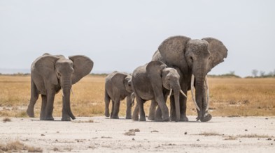 African elephants (Loxodonta africana), in dry savanna, Amboseli National Park, Rift Valley