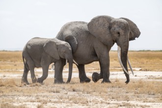 African elephants (Loxodonta africana), mother and young in dry savanna, Amboseli National Park,