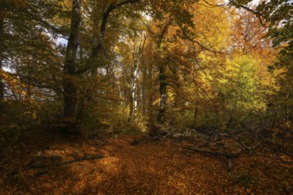 Bright autumn forest with large trees along a sunny hiking trail. Golden leaves cover the ground,