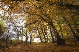 Woman is standing by the way. Bright autumn forest with large trees along a sunny hiking trail.