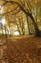 Woman wanders. Bright autumn forest with large trees along a sunny hiking trail. Golden leaves