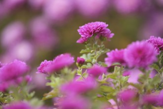 Chrysanthemums (Chrysanthemum), garden, Stuttgart, Baden-Württemberg, Germany