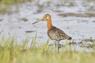 Greenpike (Limosa limosa) runs in shallow water in a moor, snipe birds, wildlife, nature