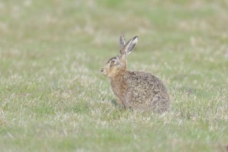 Brown hare (Lepus europaeus) sitting in a meadow, North Rhine-Westphalia, Germany