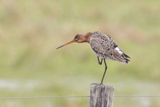 Blacktail (Limosa limosa), sitting room, on a fence post, snipe birds, wildlife, nature
