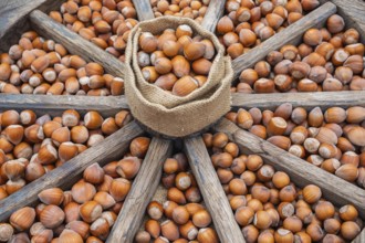 Different types of hazelnuts in an old wagon wheel, Münsterland, North Rhine-Westphalia, Germany