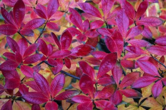 Azalea (Azalea), red colored autumn leaves, autumn colors, Baden-Württemberg, Germany