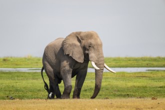 African elephant (Loxodonta africana), bull elephant, Amboseli National Park, Rift Valley Province,