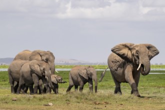 African elephant (Loxodonta africana), herd, Amboseli National Park, Rift Valley Province, Kenya