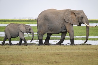 African elephant (Loxodonta africana), mother and young, near water, Amboseli National Park, Rift