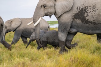 African elephant (Loxodonta africana), herd, dam with young in Longinye Swamp, Amboseli National