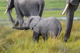 African elephant (Loxodonta africana), herd, juvenile in Longinye Swamp, Amboseli National Park,