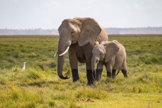 African elephant (Loxodonta africana), mother and young animal, Amboseli National Park, Rift Valley
