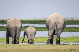 African elephant (Loxodonta africana), mother and young animal from behind, drinking at the water,