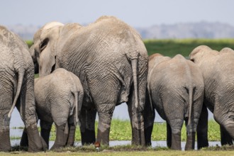 African elephant (Loxodonta africana), herd from behind, drinking at the water, Amboseli National