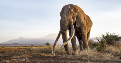 African elephant (Loxodonta africana), the famous Super Tusker elephant Craig, old bull elephant