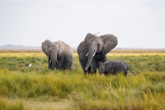 African elephant (Loxodonta africana), group with young animal in Longinye swamp with cow herons