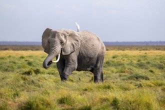 African elephant (Loxodonta africana), in Longinye swamp with heron (Bubulcus ibis), Amboseli