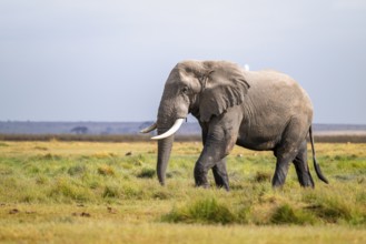 African elephant (Loxodonta africana), adult male, Amboseli National Park, Rift Valley Province,