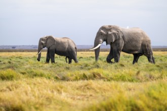 African elephant (Loxodonta africana), two animals in Longinye swamp with herons (Bubulcus ibis),