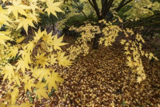 Japanese Japanese maple (Acer palmatum Sangu-Kaku) in autumn leaves, Emsland, Lower Saxony, Germany