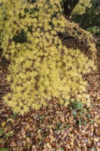 Japanese Japanese maple (Acer palmatum Sangu-Kaku) in autumn leaves, Emsland, Lower Saxony, Germany