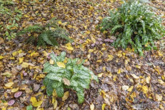 Italian arum stick (Arum italicum Pictum), Emsland, Lower Saxony, Germany