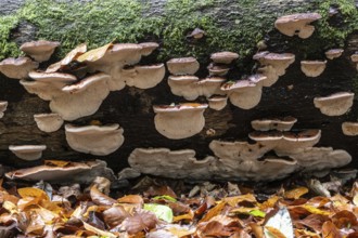 Hardwood resin porling (Ischnoderma resinosum), Emsland, Lower Saxony, Germany