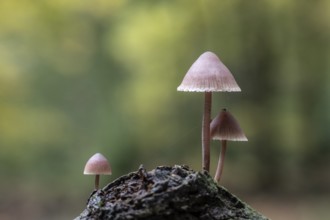 Large blood helmet (Mycena haematopus), Emsland, Lower Saxony, Germany